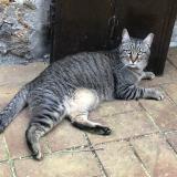 Foto del gato perdido en Fericy