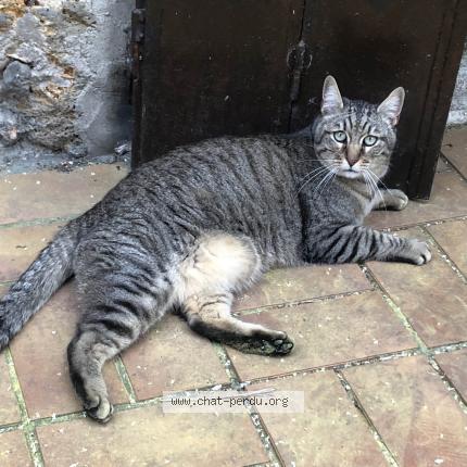 Foto 1/1 Gato encontrado Perdido en Fericy