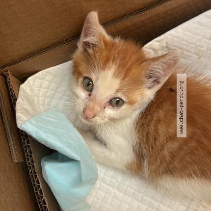 Foto 1/1 Gato encontrado Encontrado en Laa mondrans