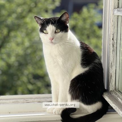 Foto 1/1 Merguez Chat perdido en Strasbourg