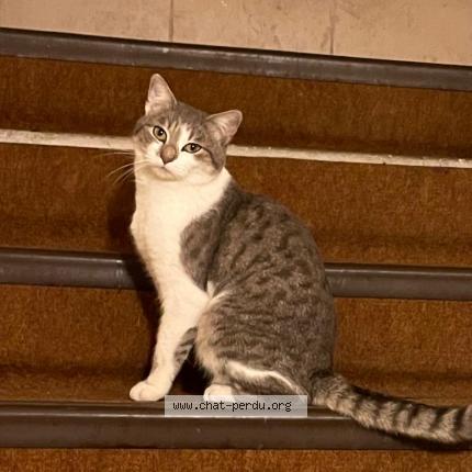 Foto 1/2 Youki Chat perdido en Maison alfort