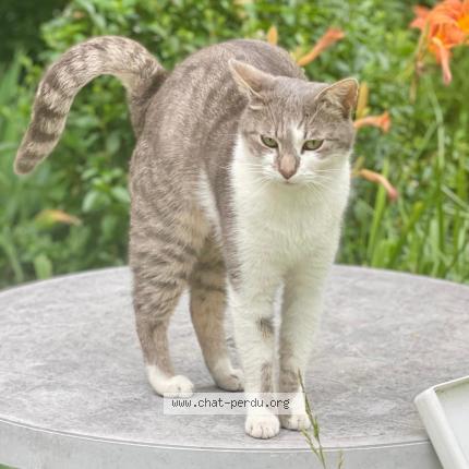 Foto 2/2 Youki Chat perdido en Maison alfort