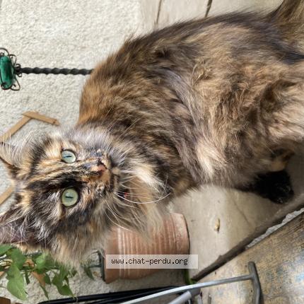 Foto 1/1 Chaussette Chat perdido en Faucogney