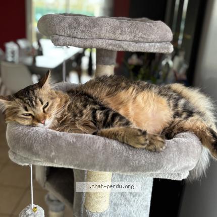 Foto 1/1 yumi Chat perdido en Saint gervais en belin