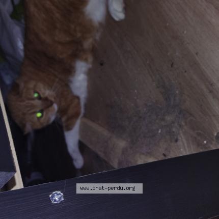 Foto 1/1 Gato encontrado Encontrado en Veurey voroize