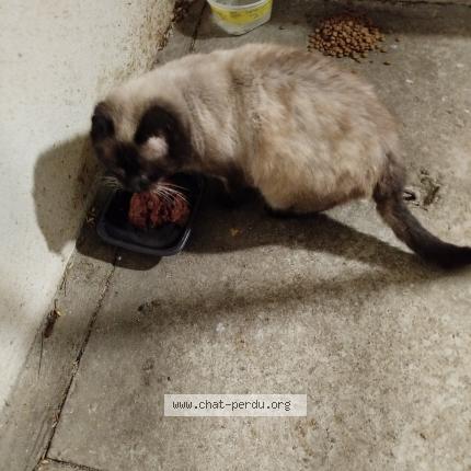 Foto 1/1 Gato encontrado Perdido en Herouville st clair