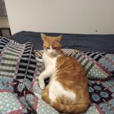 Foto del gato perdido en Castelferrus