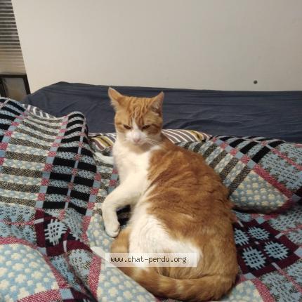 Foto 1/1 Rhubarbe Chat perdido en Castelferrus