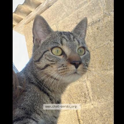 Foto 1/1 Eli Chat perdido en Athis val de rouvre