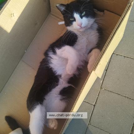 Foto 1/1 Filou Chat perdido en Trazegnies