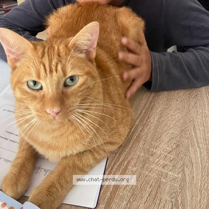 Foto 1/1 Polochon Chat perdido en Saint ave