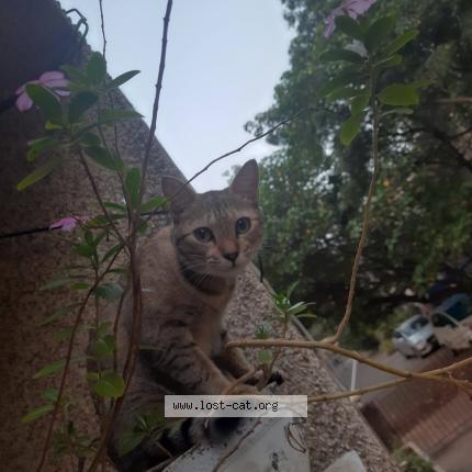 Foto 1/1 Xiao Chat perdido en Chennai