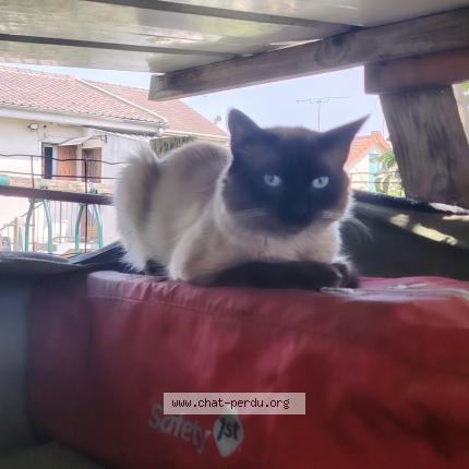 Foto 1/1 Gato encontrado Encontrado en Le blanc mesnil