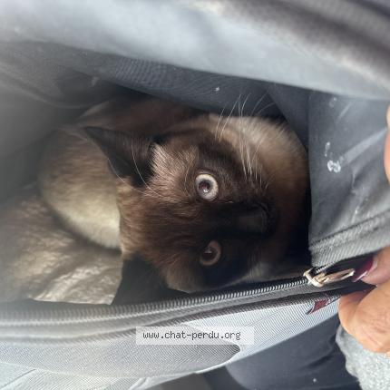 Foto 1/1 Gato encontrado Encontrado en Villiers le bel