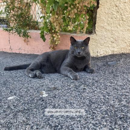 Foto 1/1 Chachat Chat perdido en St esteve