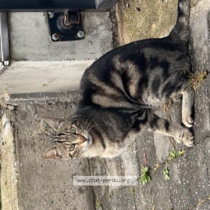 Foto 1/1 Gato encontrado Encontrado en Marcq en baroeul