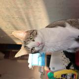 Foto del gato perdido en Langres