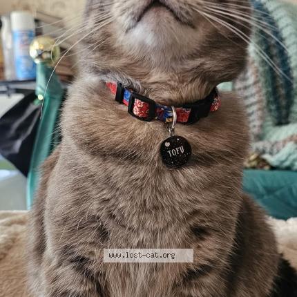 Foto 1/1 Tofu Chat perdido en Thunder bay