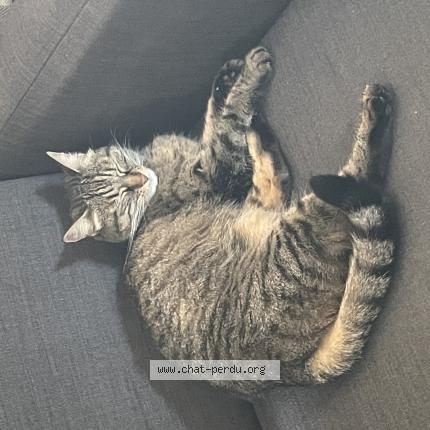 Foto 1/1 Gato encontrado Encontrado en Trevoux