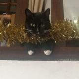 Foto del gato perdido en Virsac