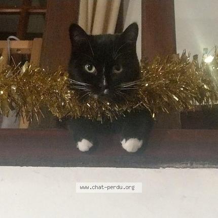 Foto 1/1 moony Chat perdido en Virsac