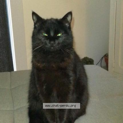 Foto 1/1 Oumie Poupie Chat perdido en Salses le chateau