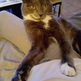 Foto del gato perdido en Champdeniers Champeaux