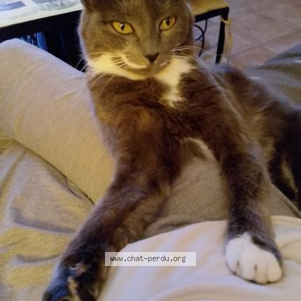 Foto 1/1 Lylie Chat perdido en Champdeniers champeaux