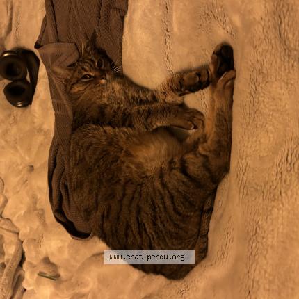 Foto 1/1 Napo Chat perdido en Rillieux la pape