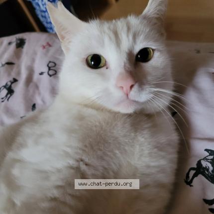 Foto 1/1 Yuki Chat perdido en Thiers