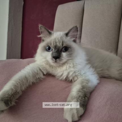 Foto 1/1 Casper Chat perdido en Singapore