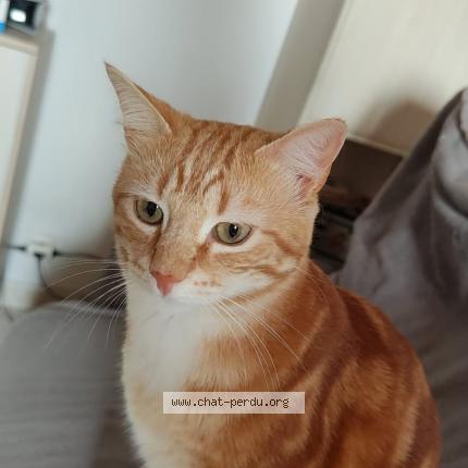 Foto 1/1 Bibu Chat perdido en Landifay et bertaignemont