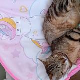 Foto del gato perdido en Anse