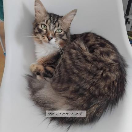 Foto 1/1 Joey Chat perdido en Caudry