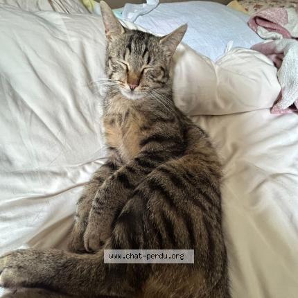 Foto 1/1 Myst&egrave;re Chat perdido en Boissy le cutte