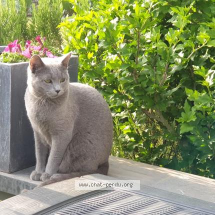 Foto 1/1 Sissi Chat perdido en Petit hallet