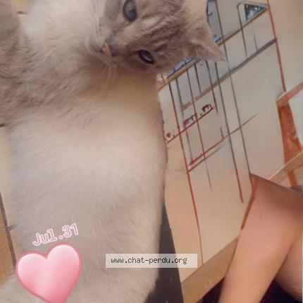 Foto 1/1 Kinder Chat perdido en Tourcoing