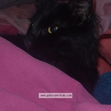 Foto 1/1 Javi Chat perdido en Billinghurst