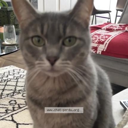 Foto 1/1 Cali Chat perdido en Lamothe capdeville