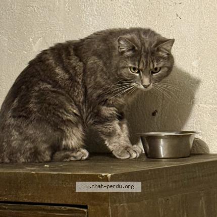 Foto 1/1 Souris Chat perdido en Echirolles