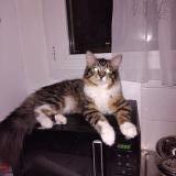 Foto del gato perdido en Caudry