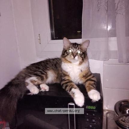 Foto 1/2 Joey Chat perdido en Caudry