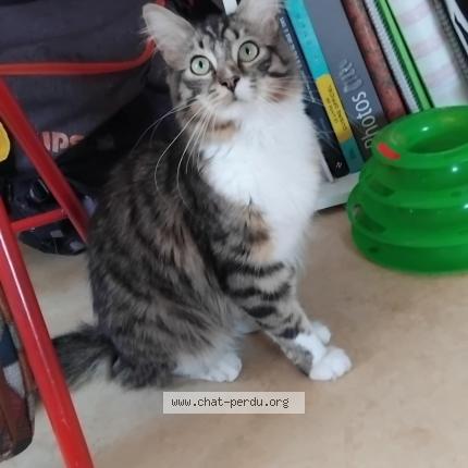 Foto 2/2 Joey Chat perdido en Caudry