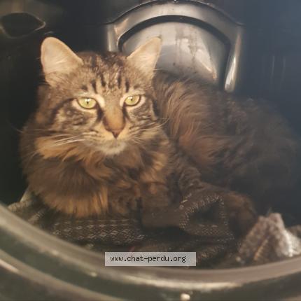 Foto 1/1 Gato encontrado Encontrado en Argenteuil