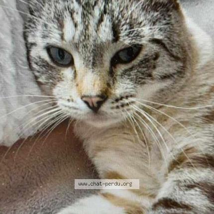 Foto 1/1 Moustache Chat perdido en Bondues