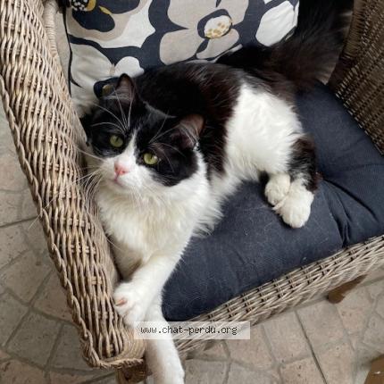 Foto 1/1 HAPPY Chat perdido en Corbeil essonnes