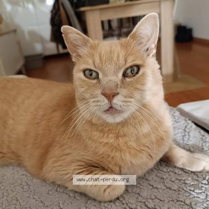 Foto 1/1 Sky Chat perdido en Hallennes lez haubourdin