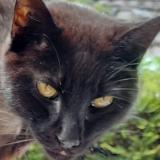 Foto del gato perdido en Itteville