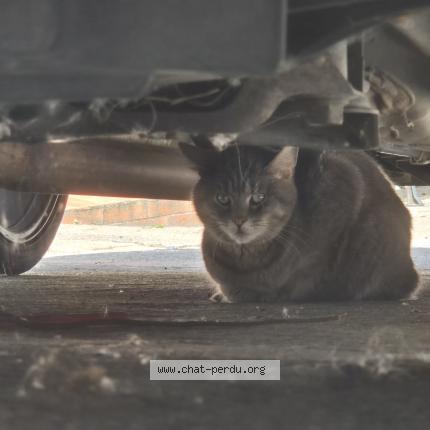 Foto 1/1 Gato encontrado Encontrado en Pont sainte maxence