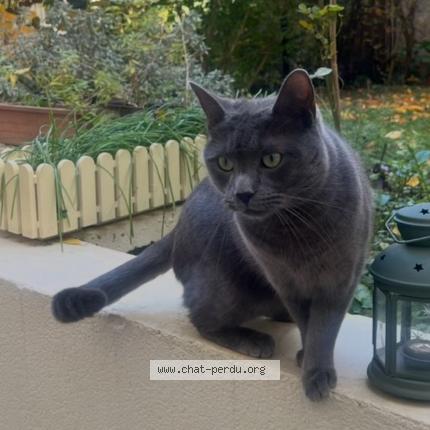 Foto 1/1 Cookie Chat perdido en La garenne colombes